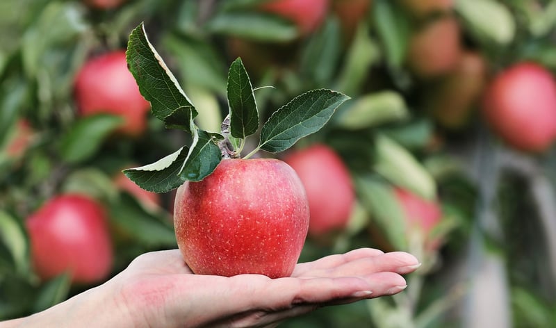Fruit Harvesting