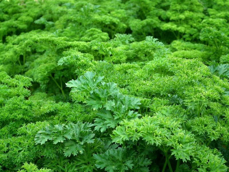 Fresh vegetables
