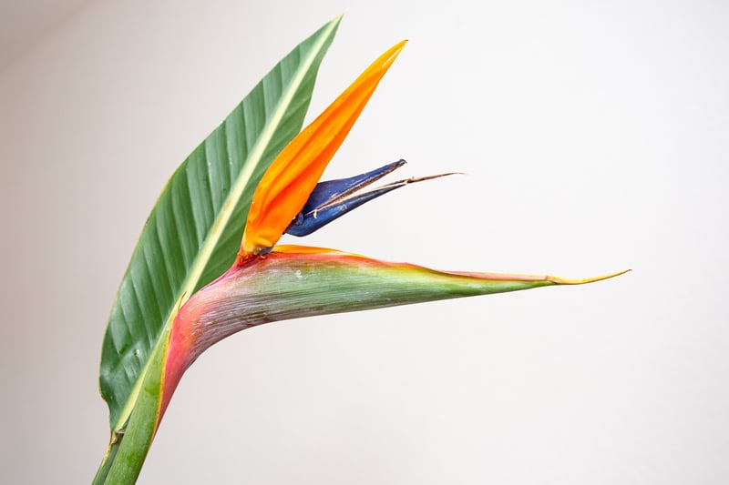 Tropical Garden